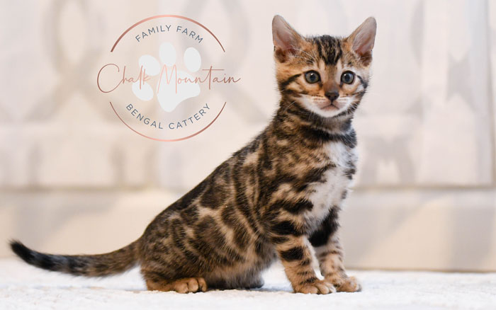 Bengal kitten for sale